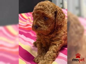 Ράτσα: Κανίς μίνι μαύρο - Canishe black | Ηλικία: 2,5 μηνών | Φύλο: Αρσενικό | Αρ. Microchip: 8765498097 | Εκπαιδευμένο | Περιοχή: Πειραιάς, Αττική